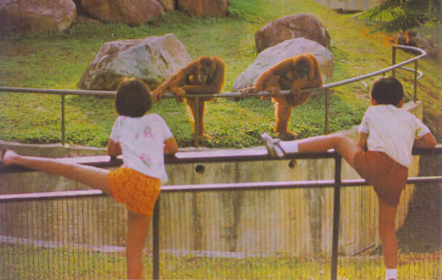 Singapore Zoo celebrates 40th birthday this year - Yahoo! News ...