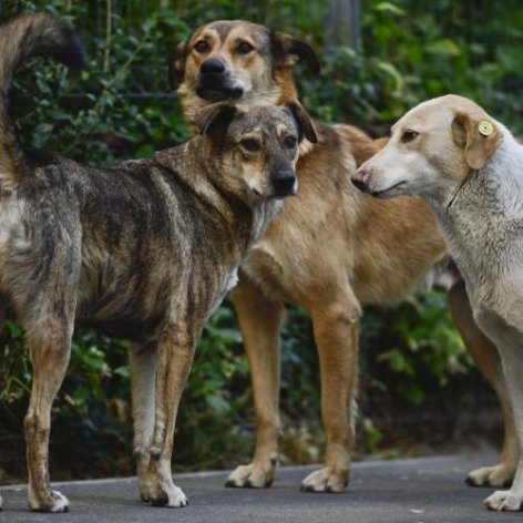 Câteva orașe au anunțat că vor eutanasia câinii maidanezi