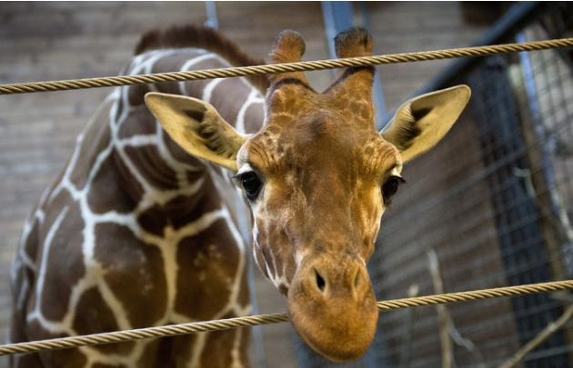 Did This Giraffe Have to Die?