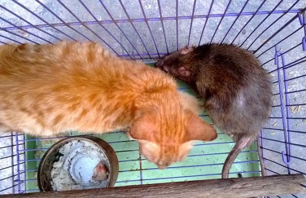 Lạ lùng tình bạn mèo hoang và chuột cống ở Hà Nội