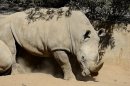 This picture taken on July 25, 2013 shows a white rhino at the Johannesburg Zoo