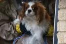 Ebola patient's dog being monitored in Dallas