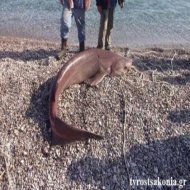 Σάμος: Επιχείρηση επανένταξης δελφινιού στο φυσικό του περιβάλλον