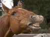 Λάρισα: Σε κρίσιμη κατάσταση 42χρονος μετά από σύγκρουση με άλογο
