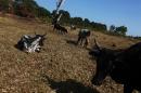 Cattle graze in a field in Fenoevo-Efita, in southern Madagascar, on September 4, 2012