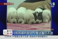 8犬受困棧板 志工挖隧道搶救
