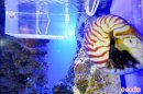 國內首例/生物奇蹟 鸚鵡螺成功孵化