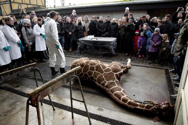 Marius, a male giraffe, lies dead before being dissected, after he was put down at Copenhagen Zoo on Sunday, Feb. 9, 2014. Copenhagen Zoo turned down offers from other zoos and 500,000 euros ($680,000