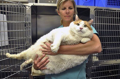 È morto il gatto Meow diventato famoso perché obeso: pesava 18 chili