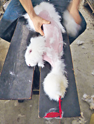 「亞洲善待動物組織」指，兔子前腳被縛，由工人徒手將毛髮一撮一撮強行扯下來。　　（亞洲善待動物組織圖片）