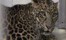 This photo provided by the Columbus Zoo and Aquarium shows one of three leopards that were captured by authorities Wednesday, a day after their owner released dozens of wild animals and then killed himself near Zanesville, Ohio.  Sheriff's deputies shot and killed 48 of the animals, including 18 rare Bengal tigers, 17 lions, six black bears, two grizzly bears, a baboon, a wolf and three mountain lions. Six of the released animals - three leopards, a bear and two monkeys - were captured and taken to the Columbus Zoo. (AP Photo/Columbus Zoo and Aquarium, Grahm S. Jones)