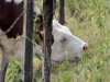 Ελληνικό αίτημα στην ΕΕ για μέτρα στήριξης των κτηνοτρόφων