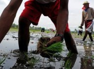 Agricultores plantam arroz nas Filipinas