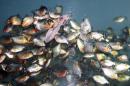 Piranhas eat fish in a tank at an amusement park in Jakarta on May 31, 2007