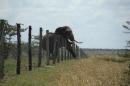 A Space for Giants image shows a bull elephant breaking through a fence intended to keep it inside a wildlife reserve at Mutara Ranch in the central Kenyan district of Laikipia