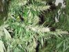 Κέρκυρα: Καλλιεργούσαν χασισόδεντρα στη σκεπή του σπιτιού!