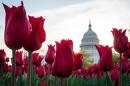Tulips bloom in front of the Capitol in Washington.