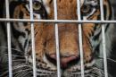 6 startling facts about wildlife trafficking — and how you can help