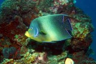 全球首例　海生館人工繁殖七種珊瑚礁魚成功