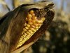 Time to Harvest Profits in Corn: Ilczyszyn