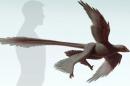 Fossil of Massive Four-Winged Raptor Found in China