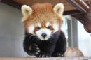 The red panda, called Sumire, sits back in its cage at the Shizuoka Municipal Nihondaira Zoo on December 31, 2015