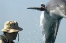 'Killer' Military Dolphins Go AWOL for Love? Maybe Not