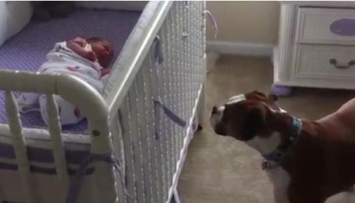 Boxer Meets Baby Sister For First Time