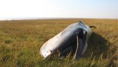 Odd News - Whale in Field, Ranch Chug, Bikini Parade
