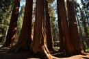 People walk amongst giant Sequoia trees at the Sequoia National Park in California, a major attraction for tourists worldwide