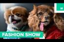 Toast the dog is your new favorite runway model