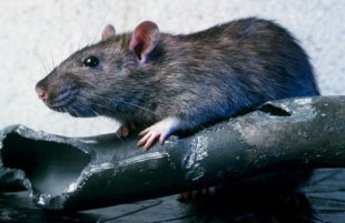 Una plaga de ratas mutantes amenaza el Reino Unido Rat-jpg_145620