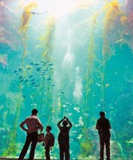 屏東海生館引進「黃金巨藻」，許多遊客佇立在3層樓高的巨藻前仰望。
