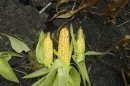 Drought-damaged ears of corn are seen against dry, cracked earth on a farm near Fairbury, Illinois