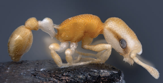 The unique stripe over the pirate ant's eye gives the impression of an eyepatch.