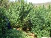 Φυτεία με 456 χασισόδεντρα στη Θεσσαλονίκη