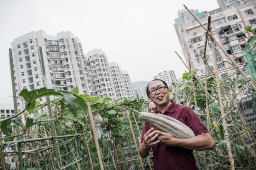 Terbatas Lahan, di Hongkong Petani Bertani di Atap Gedung