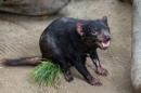 A Tasmanian devil named Nick is seen at the Conrad Prebys Australian Outback at the San Diego Zoo in San Diego, California
