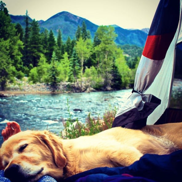 Places to go camping with dogs