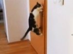 Clever cat opens five doors for sneaky escape