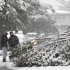 Bayron Zamora, right, 15, and Jarell Finley, 17, look at a down tree as heavy snow created issues with down lines and trees during a rare October snowstorm that hit the Northern New Jersey region, Saturday, Oct. 29, 2011, in Lodi, N.J. (AP Photo/Julio Cortez)