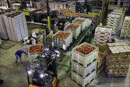 FILE - In this Tuesday, Aug. 27, 2013, file photo, workers load large containers of nectarines for sorting at Eastern ProPak Farmers Cooperative in Glassboro, N.J. The Commerce Department reports on wholesale prices for August on Friday, Sept 27, 2013. (AP Photo/Mel Evans, file)