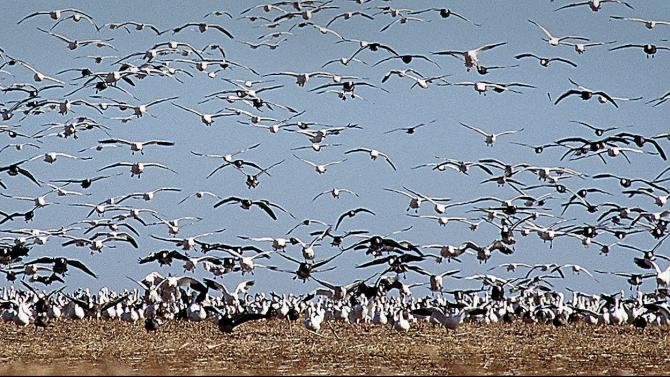 FILE - This Nov 3, 1996 file photo shows thousands of snow geese descending on a harvested soybean field near Letcher, S.D. The South Dakota Game, Fish and Parks Commission is taking steps to reduce the goose population in the state, which is well over the state&#39;s objectives. The commissioners met Tuesday, July 8, 2014, in Fort Pierre to set hunting quotas for most geese seasons. (AP Photo/Argus Leader, Greg Latza, File)