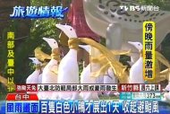 百隻白色小鴨才展出1天　收起避颱風