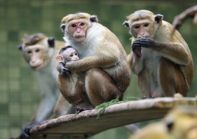 Photos of the Day.میمونی از نژاد سیلانی در باغ وحش برلین درحالیکه بچه نر خود را در آغوش دارد.جندی شاپور البرز.