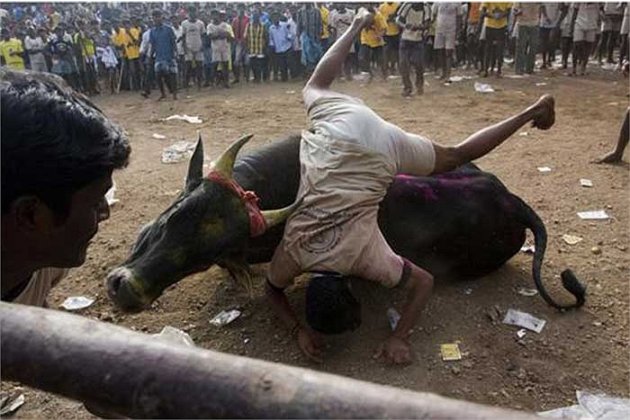 Kinh hoàng cảnh tượng người đấu với bò ở Ấn Độ