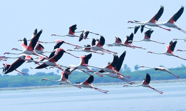 Flamingos at Pulicat Lake. Photo: Lakshmi Sharath. Click for story