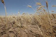 O aquecimento climático reduzirá a produção mundial de cereais em até 2% a cada dez anos, e poderá representar 1,45 trilhão de dólares até o fim deste século