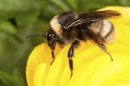 USDA photo of the western bumble bee Bombus occidentalis