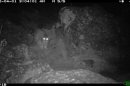 Sneaky Cat Caught on Camera in Himalayas